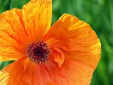 Orange Poppy Flower_DSCF03288